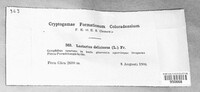 Lactarius deliciosus image